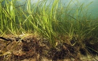 Древние морские травы, обнаруженные в Финляндии